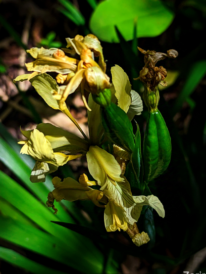 Plant