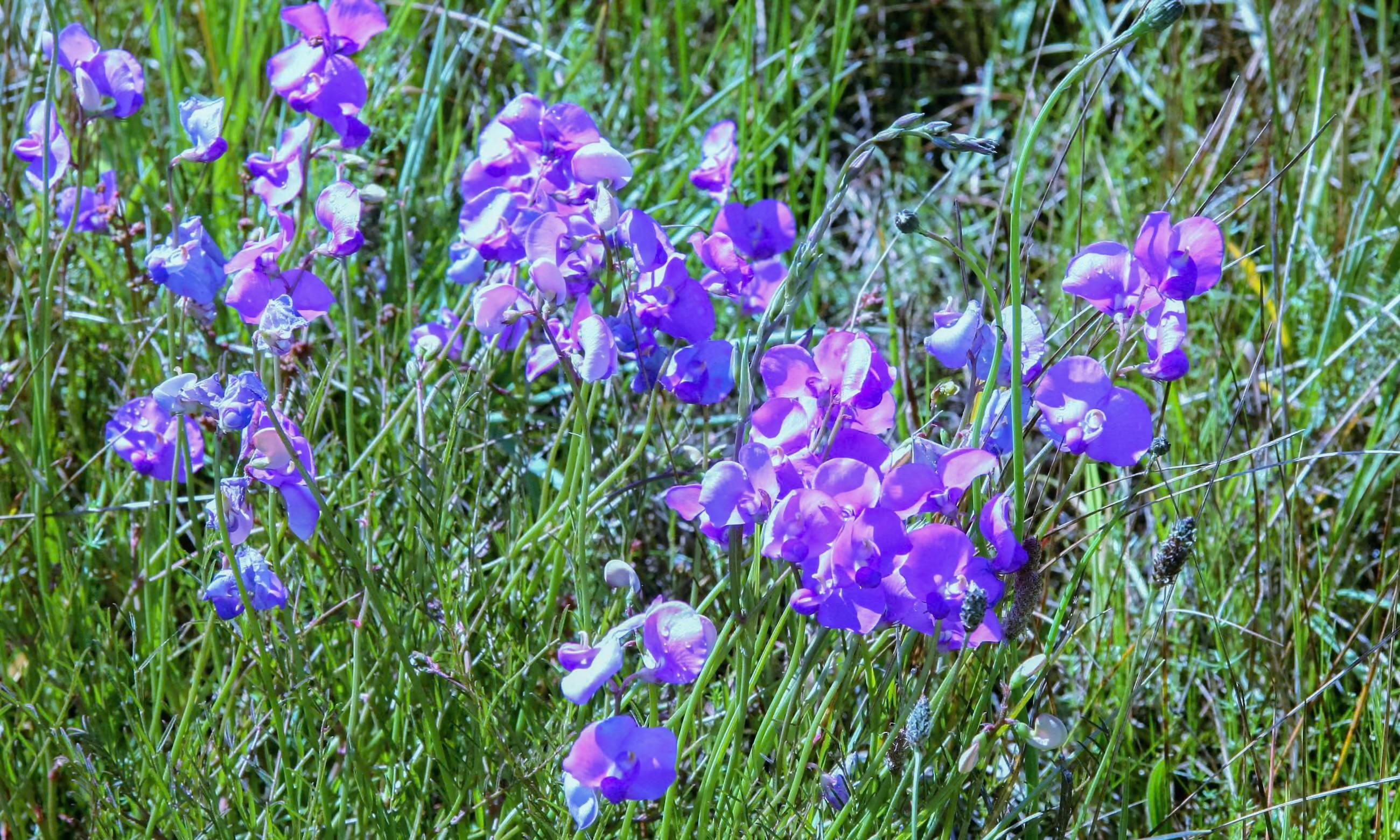 wildflower ‘blaze of colour’ at Boorhaman reserve, north of Wangaratta, so-called Victoria. Photograph: Victorian Department of Energy, Environment and Climate Action