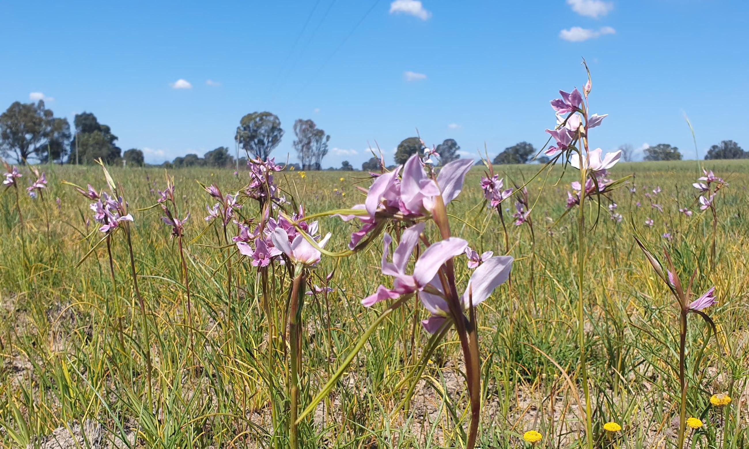 ‘Thousands upon thousands’ of native wildflowers and herbs in purples, pinks, yellows and blues appeared between tussocks of native grasses at Boorhaman reserve. Photograph: Victorian Department of Energy, Environment and Climate Action