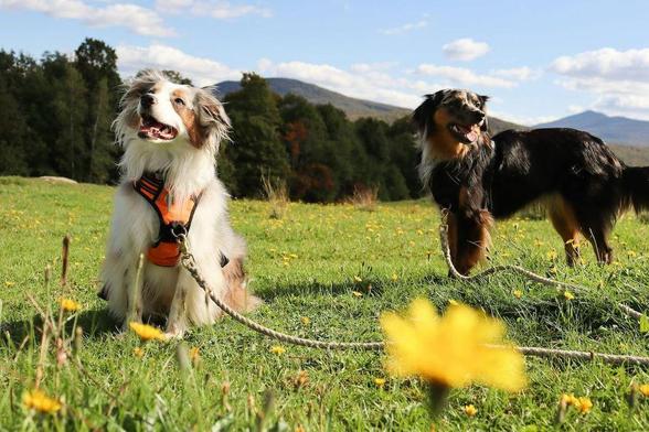 7 Tips for Traveling the World with Your Dog