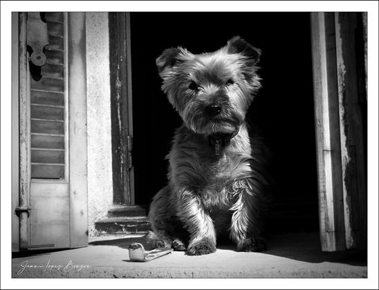 Black and white photograph of a dog, sitting on a window sill, looking intrigued at the camera...