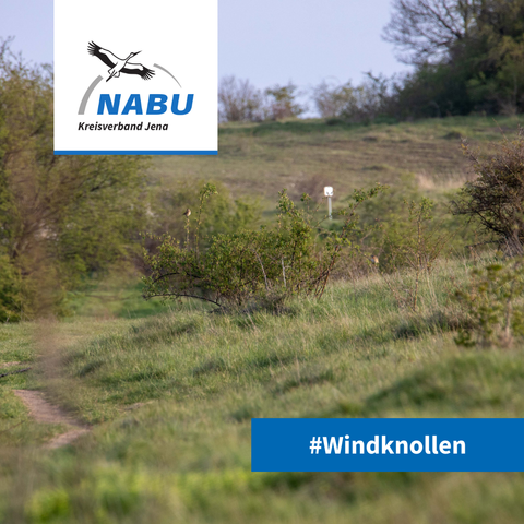 Landschaftsbild der Windknollen mit einem Braunkehlchen.
