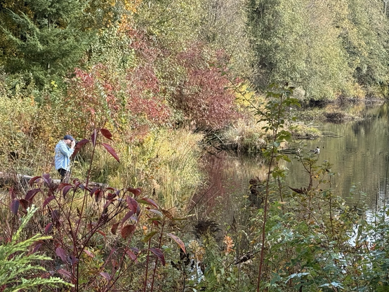 Birder in the autumn scrub with a long lens taking photos of ducks in Meadowbrook pond, Seattle WA