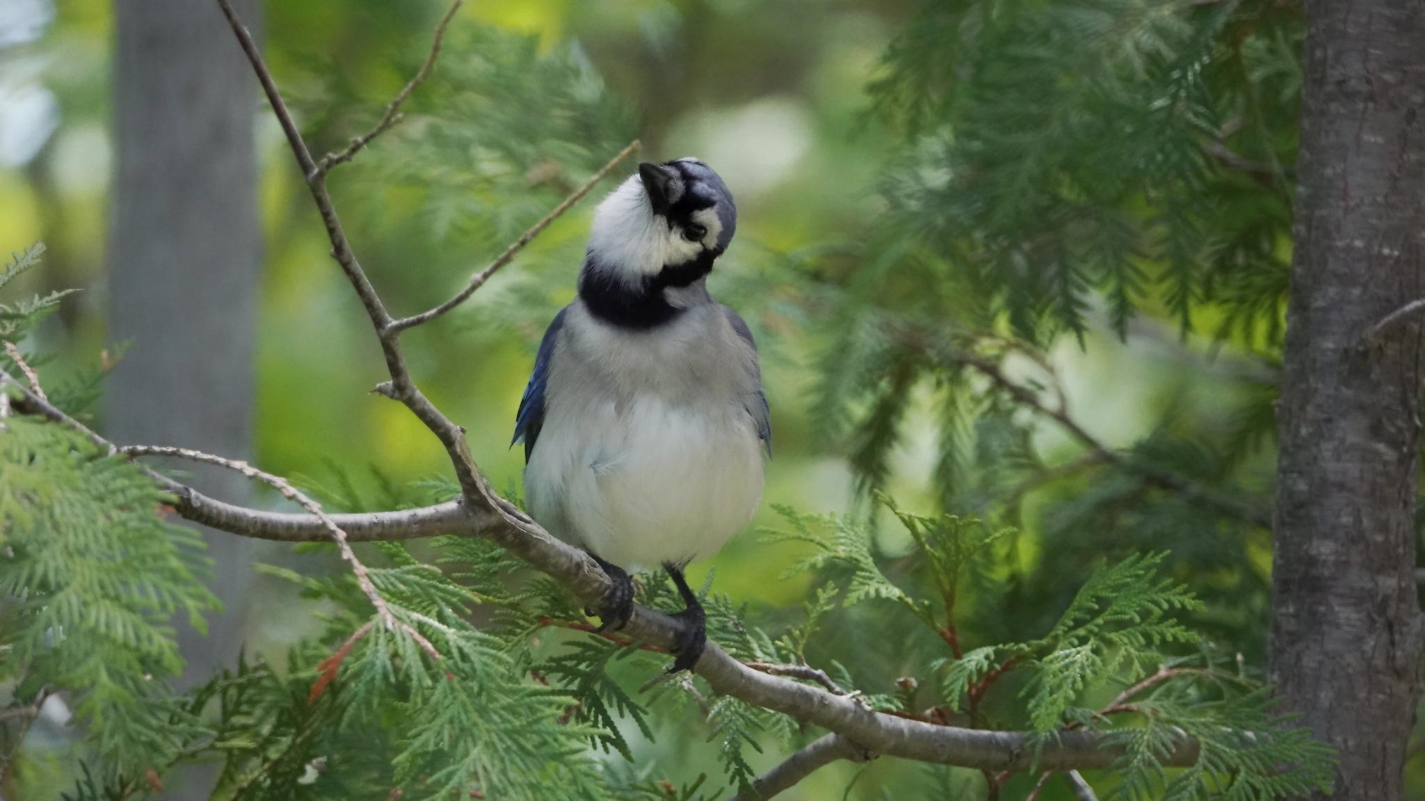 A%20quizzical%20blue%20jay%2C%20sitting%20on%20a%20branch%20amid%20green%20foliage%2C%20with%20its%20head%20tilted%20to%20the%20side%20as%20if%20wondering%20what's%20up.