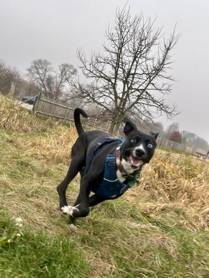 Bubbles the dog, glancing over at the camera with a smile as she races past on an overcast autumn day.