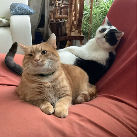 A red cat and a white & black cat are lying together on a red comfy chair.
