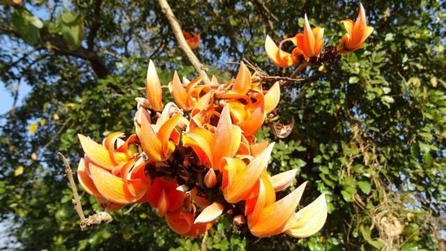 Flowers of a parrot tree.