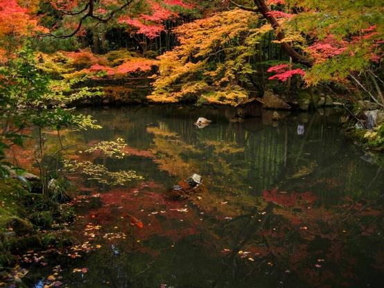 The pond at Tenju-an, an explosion of colour during autumn.