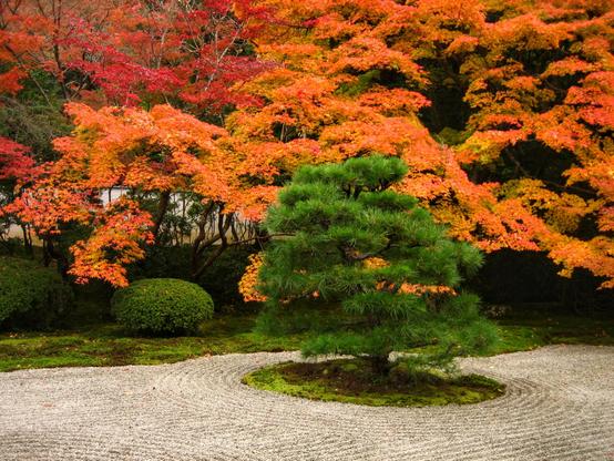 A small pine tree stands in the dry landscape garden of Tenju-an. During autumn the trees behind become a spectacular orange.