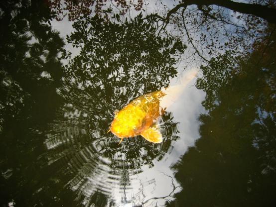 A koi carp shows his own autumn colours.