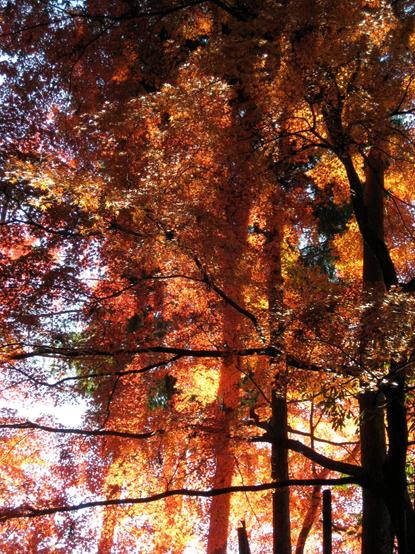 The late afternoon sun illuminates the colourful trees about Tenju-an.