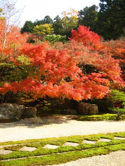 Dry landscape garden at Tenju-an looking vibrant in autumn colours.