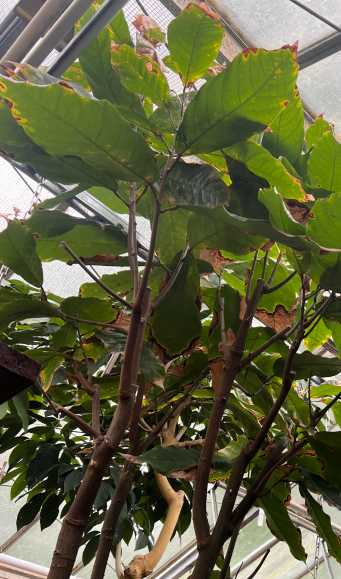 Picture of the Theobroma cacao plant growing in a greenhouse in the Botanical Garden at TU Braunschweig. Figure source: https://doi.org/10.1101/2024.11.23.624982
