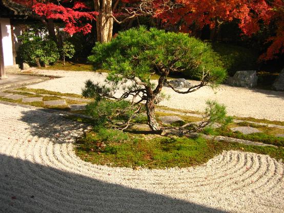 Lone pine tree in the dry landscape garden at Tenju-an.
