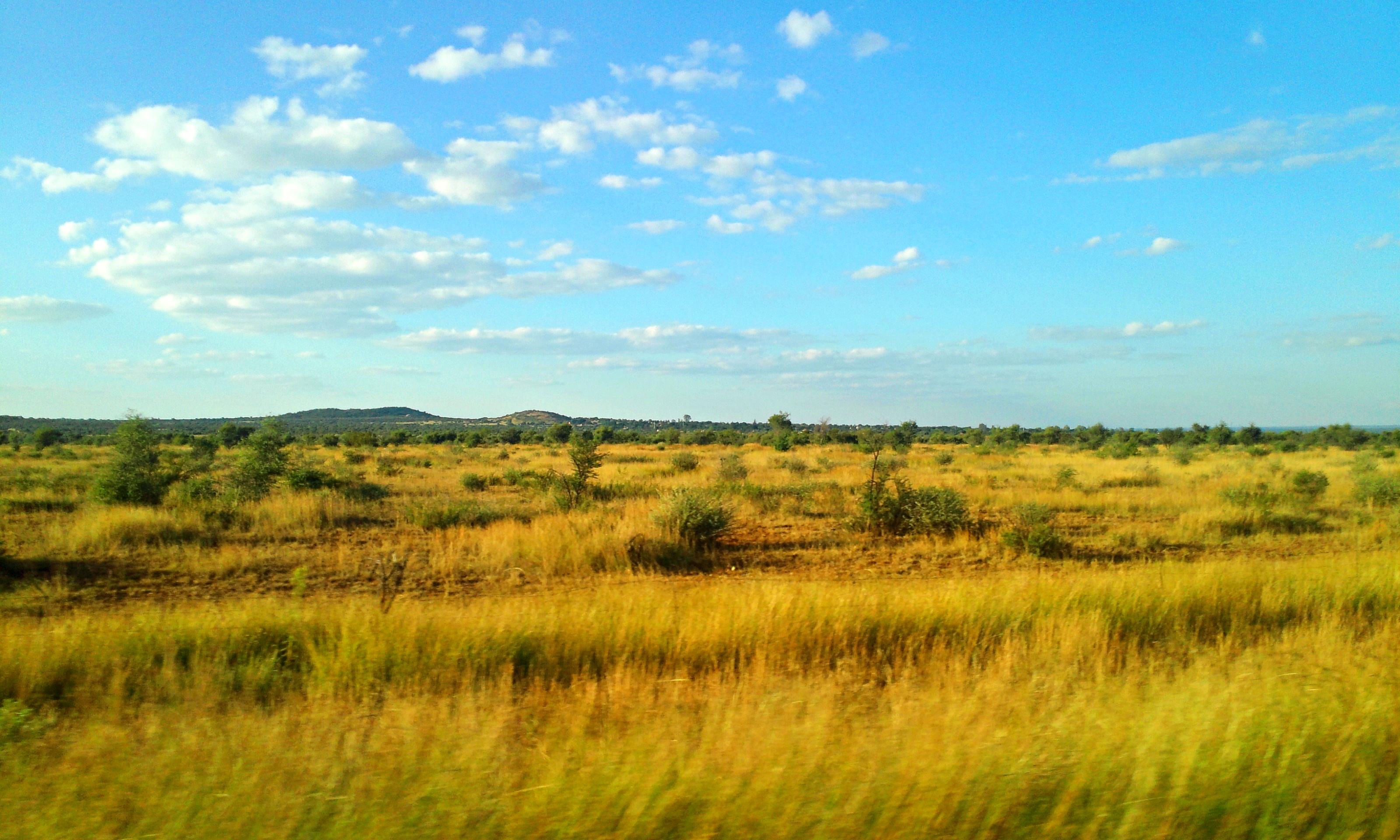 A field I saw while riding in a car in South Africa