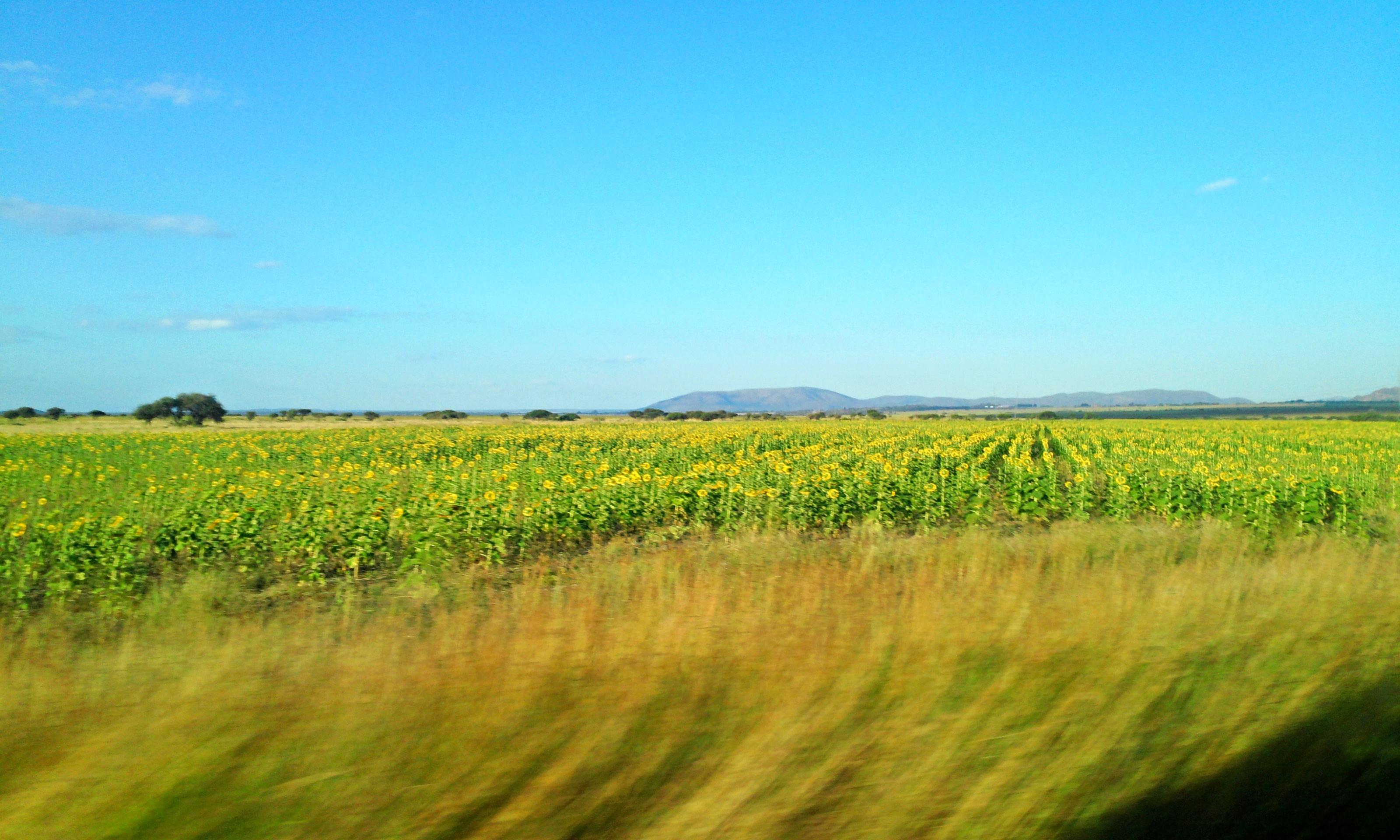 A field I saw while riding in a car in South Africa