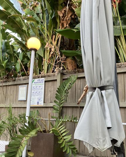 A fence, with a thick wall of palm fronds behind it. Upon the fence, atop a fence post stands a mighty Eastern Water Dragon. Teh Bestest Lizerd Ever.