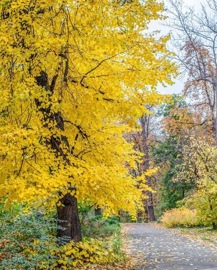 Autumn