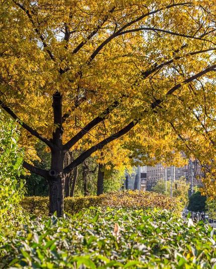 Autumn