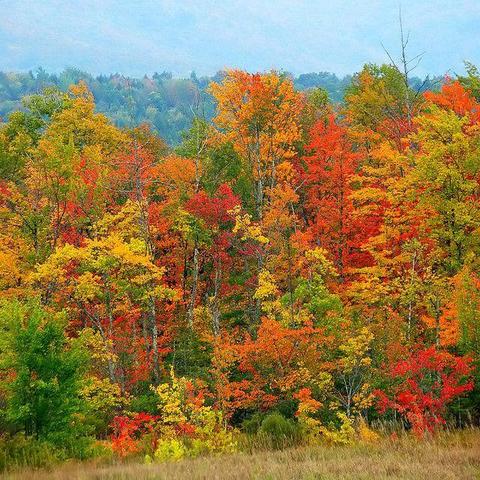 MBTI score: photograph of colorful Vermont fall foliage. Photo attribution: Flickr user paulmoody