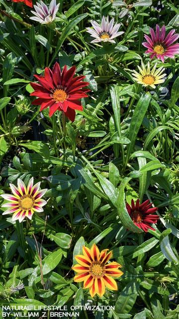 Multi Color Gazania, Scale Bud Flowers At The Nursery, Beautiful Fall Color Array of Yellow, Orange, Red, Pink, and Purple Blooming Flowers.  Fall in San Diego County, San Diego Backcountry Mountains & Desert, San Diego Lifestyle, Gardening Inspiration from the Nursery– Photo taken by natural lifestyle expert, William Z. Brennan, creator of Natural Lifestyle Optimization, and founder of Desert Mountain Apothecary: The Original Desert Apothecary For The Mind Body & Spirit.  Natural Lifestyle Optimization Harnesses The Power of the Mind Body Spirit Connection And By Using Micro Habits, Creates Lasting Positive Transformational Change In A Realistic Way.  