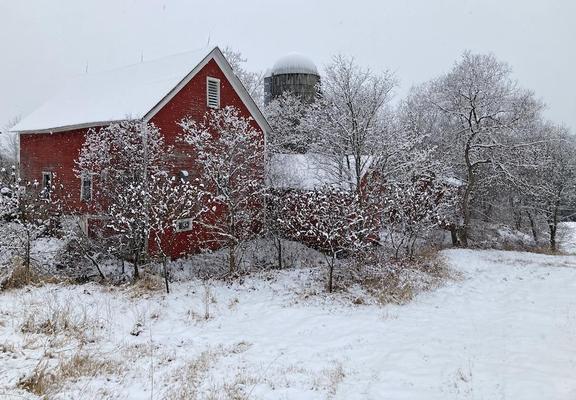A group of red barns and trees are covered with snow.