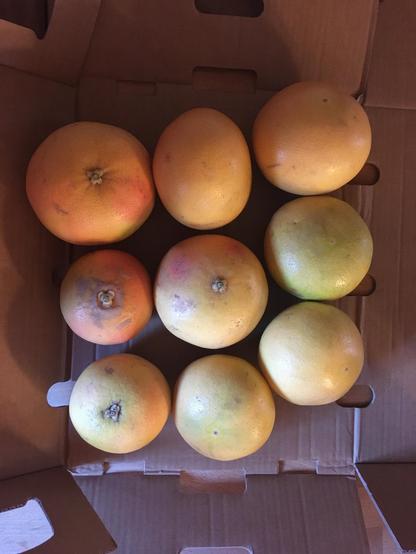 box of orange grapefruit