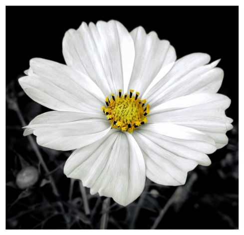 This is a creative art edit colour splash of a flower. The center is yellow while the rest of the photo is black and white. 