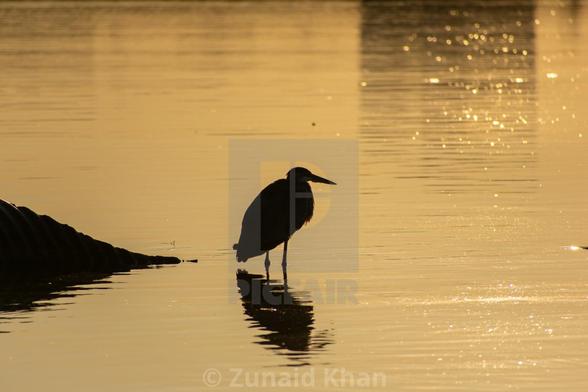 heron, bird, water, silhouette