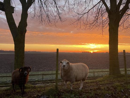 rising sun over typical Dutch countryside and in the foreground two sheep looking at the camera
