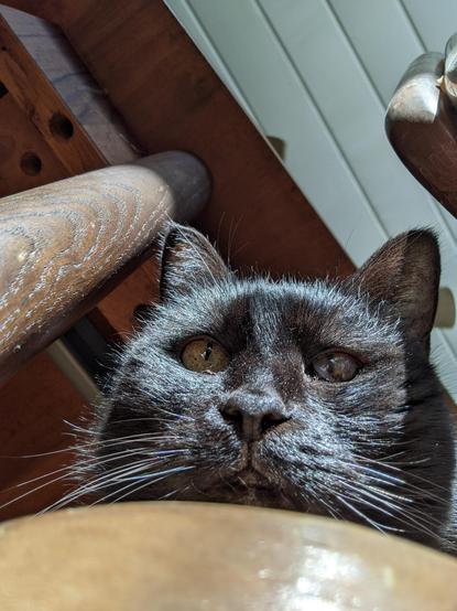 Selfie photo of Morticia while she was sitting in the chair. She looks a little chonkier with her cute small face and whiskers looking down. She has one pretty yellow eye and one bad eye (I call it her dead eye). Behind her is the underneath wood of the table and part of the white ceiling in the sunroom.