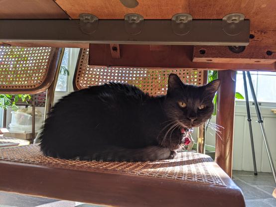Photo of our small black cat Morticia aka Morty sitting on one of Dan's MCM chairs in the sunroom. She's sitting on the chair seat pushed under the table. Sunshine is shining through the windows in the background.