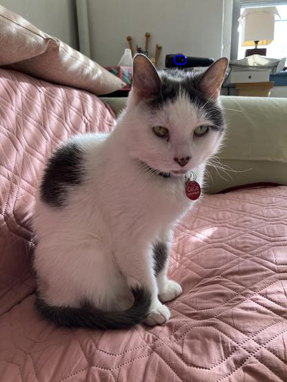 A white cat with gray patches sits on a pink quilted couch cover. The cat has green eyes and is wearing a collar with a round red tag. In the background, there are soft sun dappled furnishings and a lamp.