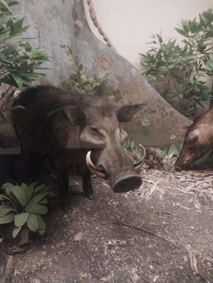 ) wider Suidae family contains many other species called pigs, hogs and boars, including the giant forest hog (Hylochoerus meinertzhageni) from the rainforests of Africa which, despite its massive size, was only officially described in 1904. #TaxonomyTuesday #YearOfThePig