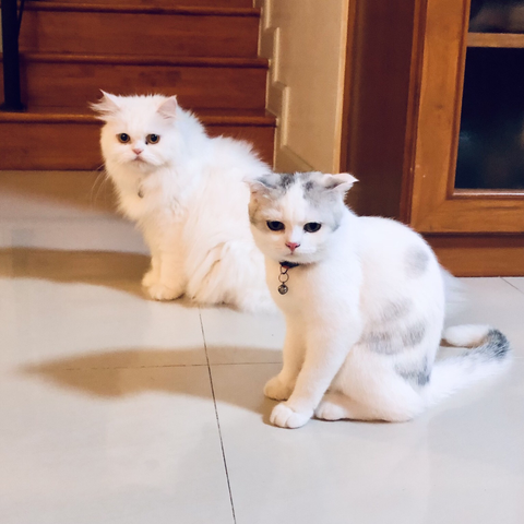 แมวนั่งมองท่าเดียวกัน
