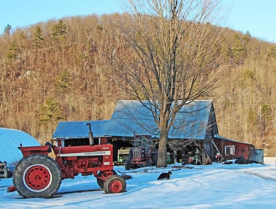 A black & white farm cat crosses a snowy farm yard.