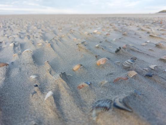 Muscheln im Sand