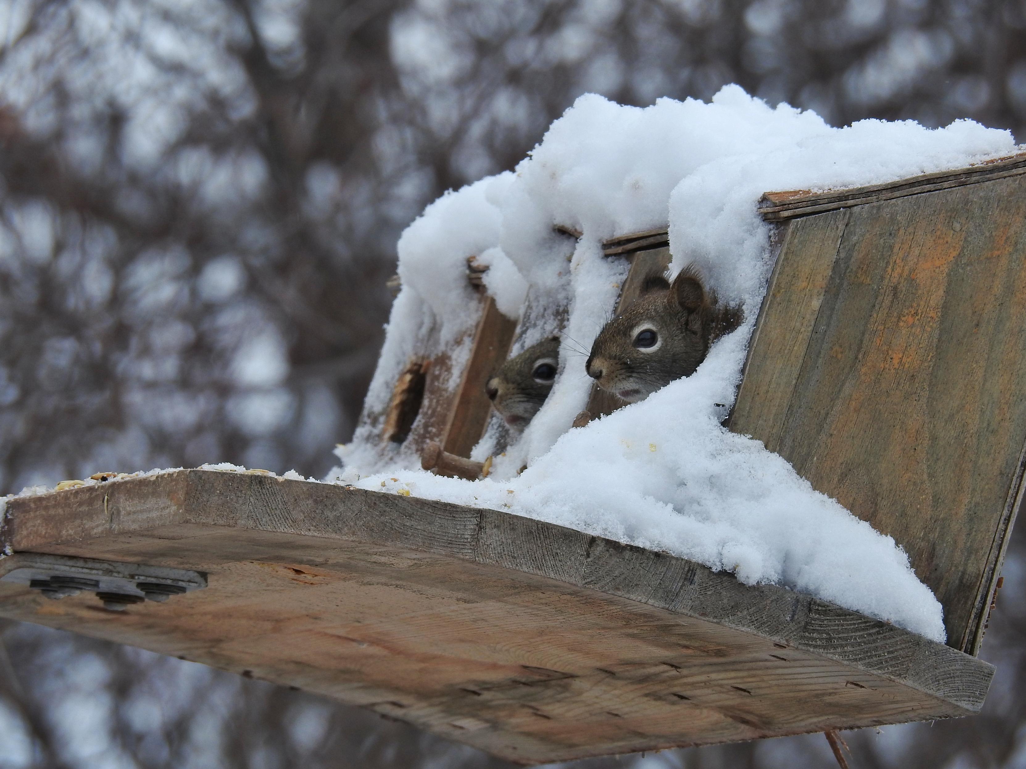 A%20side%20angled%20view%20of%20a%20snowy%20%22row%20house%22%20of%20three%20simple%20wooden%20birdhouses%20(plain%20wood%2C%20just%20a%20small%20hole%20with%20a%20perch%20below%20it)%20with%20a%20shared%20platform%20against%20a%20snowy%2Fbare%20tree%20background.%20There%20is%20a%20pile%20of%20snow%20on%20top%2C%20cascading%20down%20to%20cover%20some%20of%20the%20front.%20Tiny%20squirrel%20faces%20are%20peeking%20out%20of%20the%20closest%20two%20of%20the%20three%20houses.