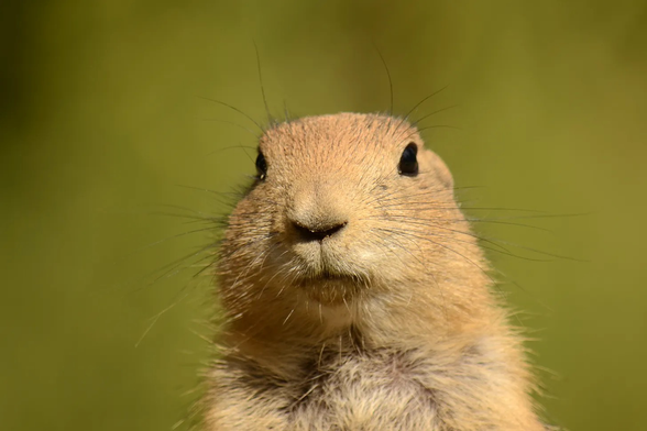 Prairie dog looking into the camera