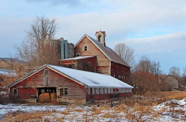 A group of weathered old red barns on an early winter afternoon.