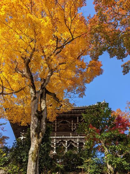 A huge maple tree rises above Yoshimine-dera's main gate.
