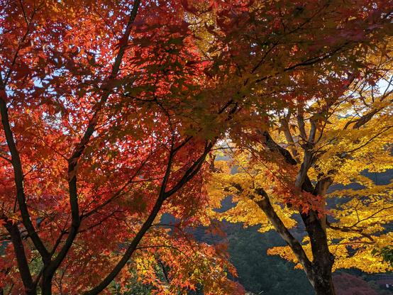 A riot of red and yellow maples at Yoshimine-dera.