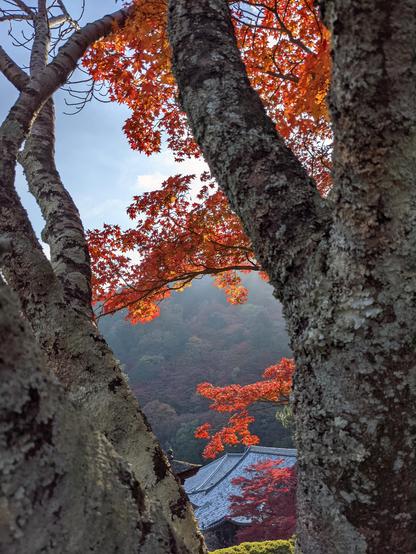 A glimpse of roofs through an old maple tree.