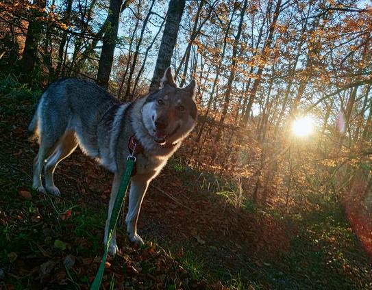 A large grey brown dog looking at the camera with a goofy excited expression + her ears back, mouth open grinning. The sun is setting through the trees to the left, lighting the autumn leaves with a golden halo.