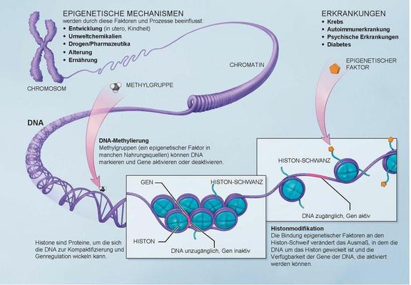 Epigentische Mechanismen

Krankmacher auch aus der Plastik-Produktion 

Mikroplastik

Bekannte oder vermutete endokrine Disruptoren und ihr Vorkommen
Endokrine Disruptoren sind Bestandteile von vielen synthetisch hergestellten Produkten. Besonders belastet können Materialien aus Kunststoff (wie Kinderspielzeug, Kunststoffflaschen, Kunststoffboxen oder Kosmetikflaschen), Auskleidungen von Tetrapaks und Dosen, Elektronikartikel, Baustoffe, Kosmetikprodukte, Textilien sowie in der Industrie verwendete Löse- und Schmiermittel sein.

Außerdem sind endokrine Disruptoren in zahlreichen, auch in der EU zugelassenen, Pestiziden vorhanden.[5] Unter anderem durch das landwirtschaftliche Ausbringen dieser Pestizide auf Felder erfolgt die Anreicherung von Boden, Gewässern und Atmosphäre mit endokrinen Disruptoren. So gelangen sie wiederum in das Gewebe von dort lebenden Pflanzen und Tieren.[4] Im Sommer 2018 wurde eine Studie in sechs EU-Mitgliedsländern durchgeführt, bei der verschiedene Pestizide mit endokriner Wirkung in den Haar-Proben von etwa 60 % der Probanden nachgewiesen werden konnten.[10]