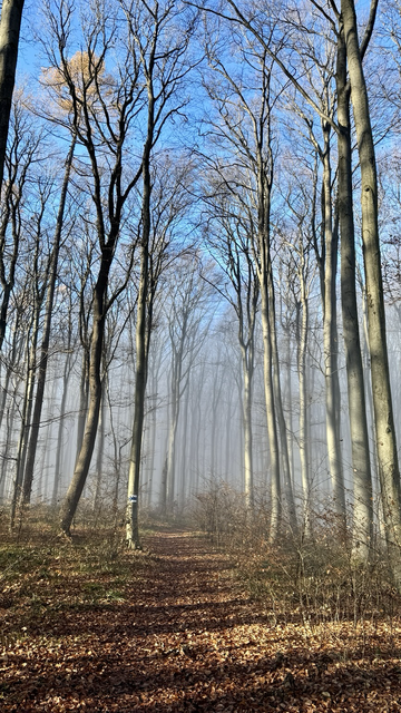 Waldweg, darüber eine kleine Schicht Nebel, darüber sonnenbeschienene Baumkronen umd blauer Himmel.