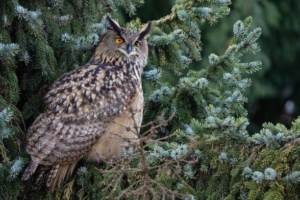 eagle owl in a tree
