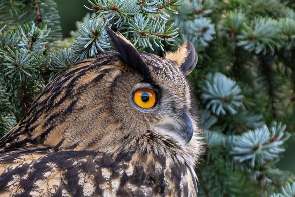 closeup of a eagle owl in a tree