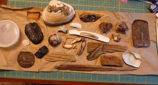 My haul of beachcombed items from today. These are Atlantic ocean things in Ipswich MA. Some clams shell pairs, big heavy ones and smaller razor clams. Some driftwood pieces. Some horseshoe crab carapaces, some coal from an old shipwreck, and a plastic hair comb.

A couple of snail shells, one will be zoomed next.