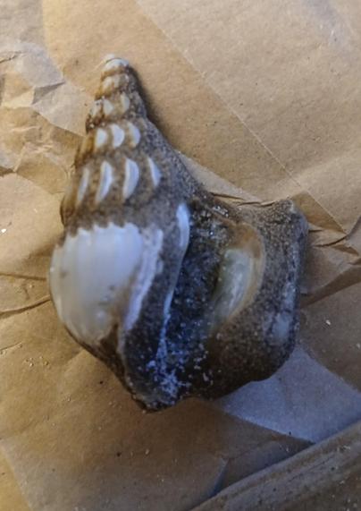 This is an unusual snail shell. Pointy, with 6 whorls from the top smallest part. But it also has this really heavy extra crust on it, part of which is coming off.

It looks like cement, but it likely isn't. The cement stuff is scraped off on a lot of the ridges and there is a white pearly shell that appears. 